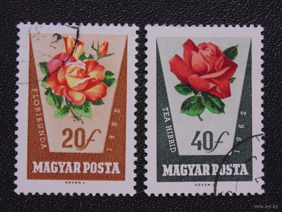 Венгрия 1962 г. Розы.