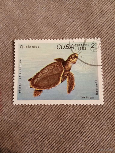 Куба 1983. Черепаха. Tortuga bastarda
