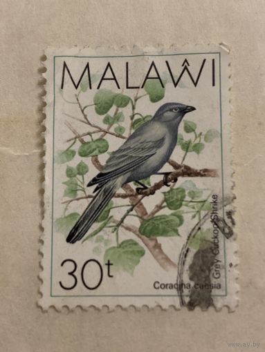 Малави. Фауна. Птицы