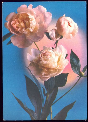 1982 год Г.Костенко Цветы чист