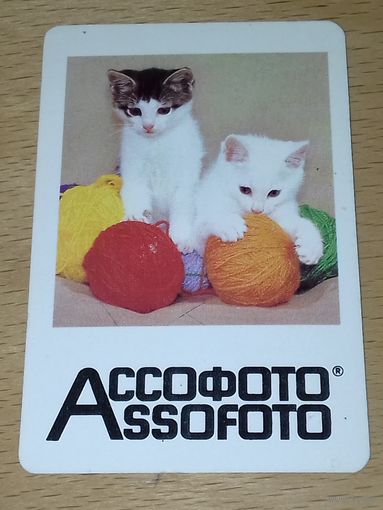 Календарик 1984 Внешторг "Assofoto" ("Ассофото") Кошки. Коты. Котята