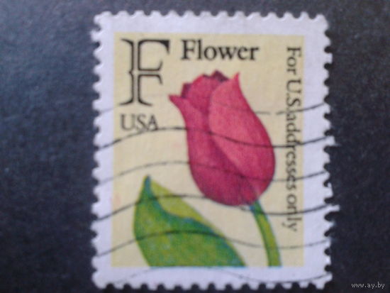 США 1991 стандарт, тюльпан