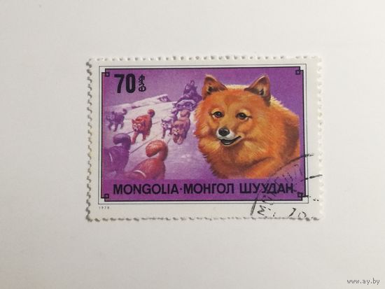 Монголия 1978. Собаки