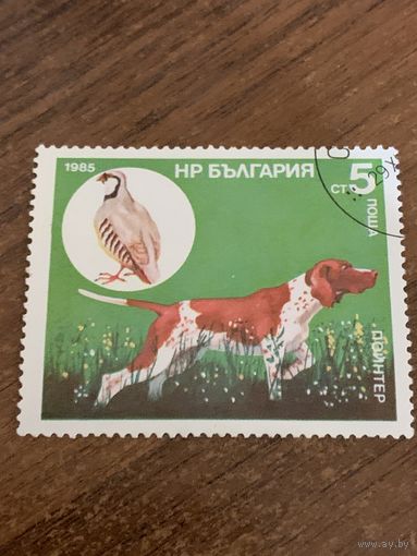 Болгария 1985. Охотничьи собаки. Пойнтер. Марка из серии