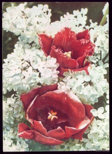 1965 год Т.Ананьина Тюльпаны и сирень