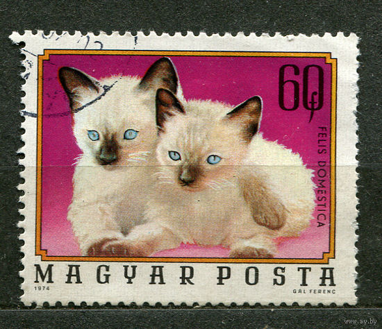 Домашние кошки. Венгрия. 1974