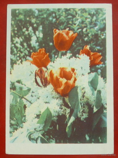 Белая сирень и тюльпаны. Чистая. Фото Ананьиной. 1965 года. 1666.