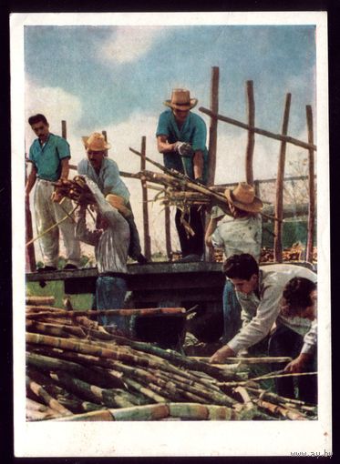 1963 год Куба Уборка сахарного тростника