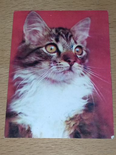 Календарик 1987 Эстония. Кошки. Коты