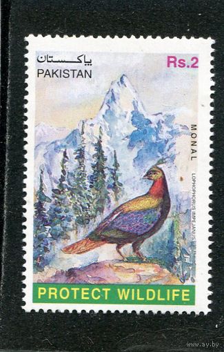 Пакистан. Гималайский монал, семейства фазановых