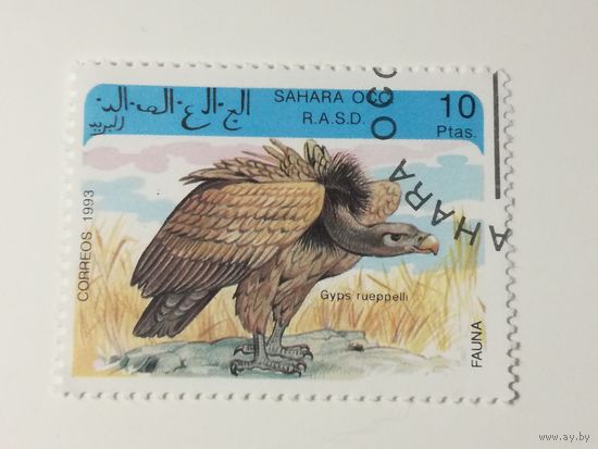Сахара 1993. Хищные птицы