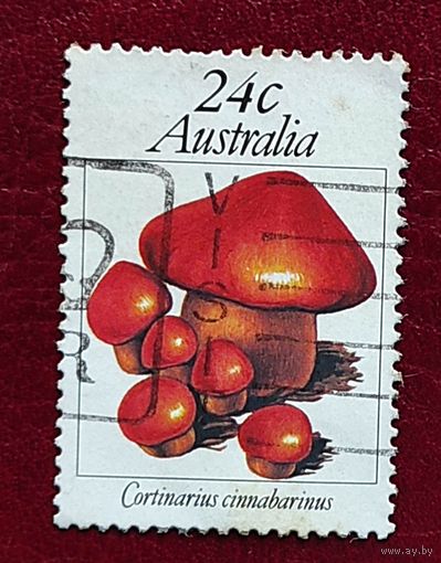 Австралия, 1м грибы, гаш