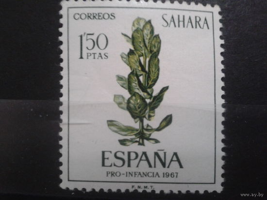 Сахара, колония Испании 1967 растение
