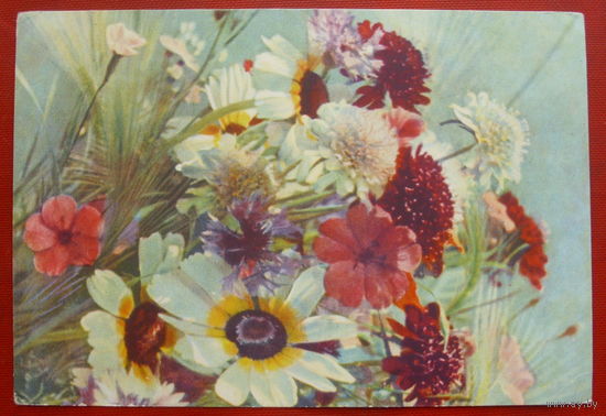 Летние цветы. Чистая. 1965 года. 1618.