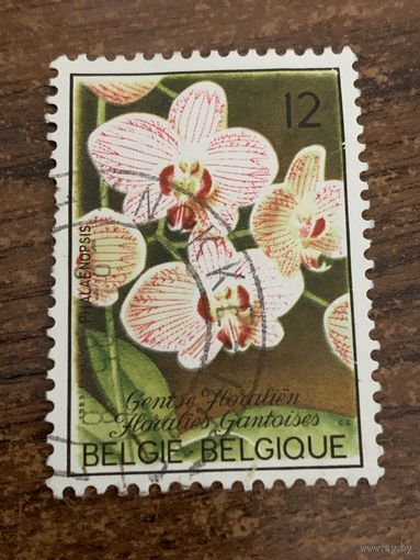 Бельгия 1985. Цветы. Фаленопсис. Марка из серии