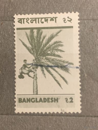 Бангладеш. Сборщик кокосов