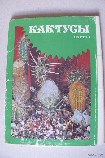 Комплект, Кактусы, выпуск 1; 1984, 24 открытки, чистые (размер 10*15).