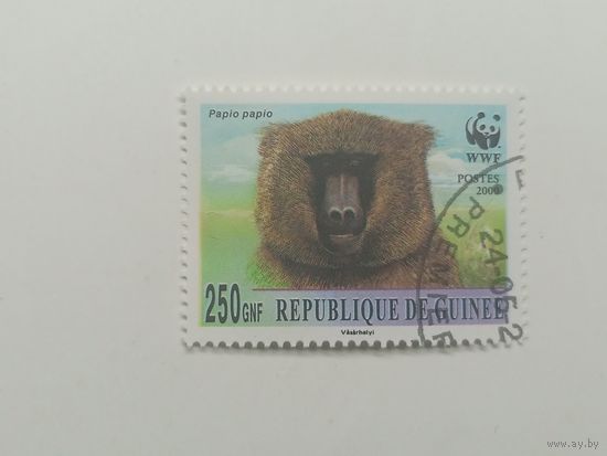 Гвинея 2000. Обезьяны