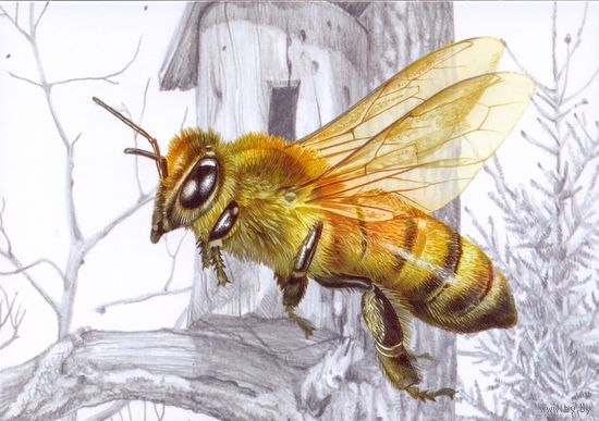 Беларусь 2023 посткроссинг насекомые пчела медоносная