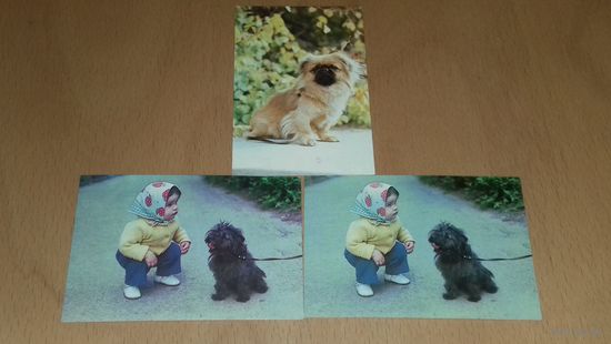 Календарики 1989 Украина. Собаки. Девочка. 3 шт. одним лотом