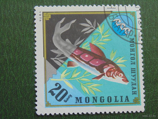 Монголия 1974г. Фауна. Осётр.