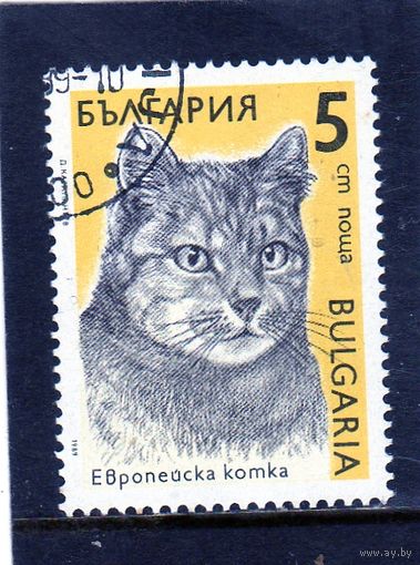 Болгария.Ми-3808.Европейский домашний кот.Серия: Кошки. 1989.