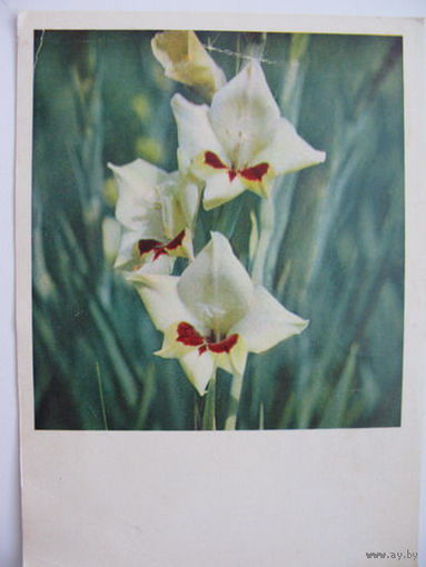 Цветы Гладиолусы  1967г.