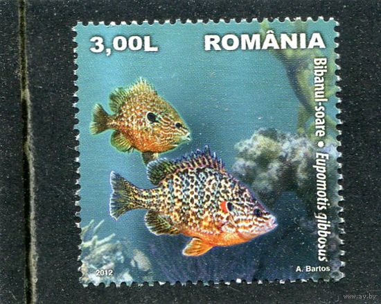 Румыния. Фауна. Солнечная рыбка