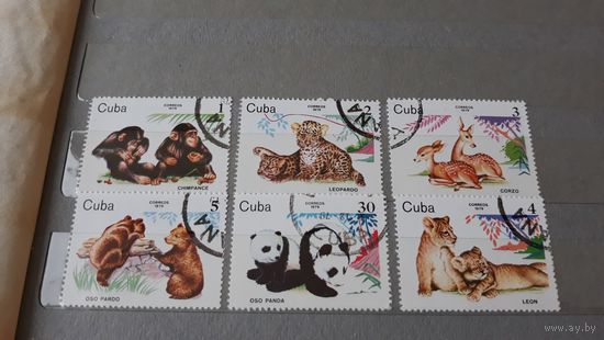 Обезьяны панды тигры медведи фауна Куба