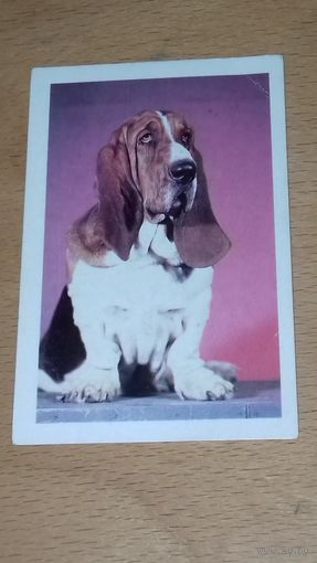 Календарик 1991 Собаки. Бассет-хаунд