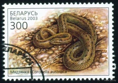 Рептилии Беларусь 2003 год (503) 1 марка