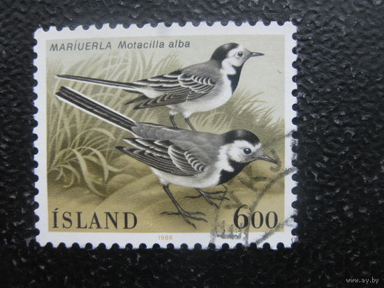 Исландия птицы 2