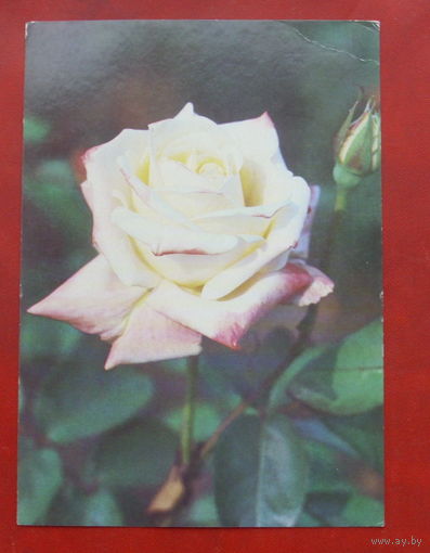 Роза " Американ Херитадж ". Чистая. 1983 года. Фото Матанова. *23.