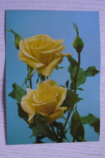 Розы; чистая (изд. Польша).