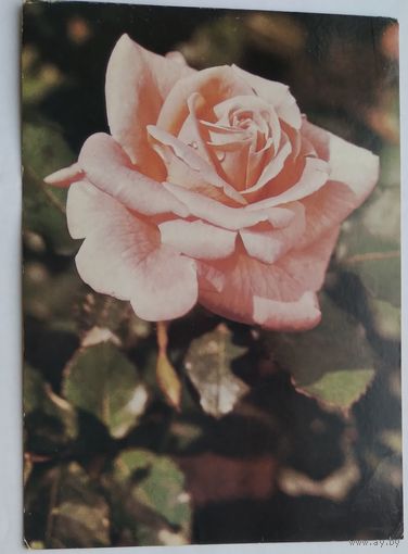 Открытка ,,роза,, 1985 г. подписана