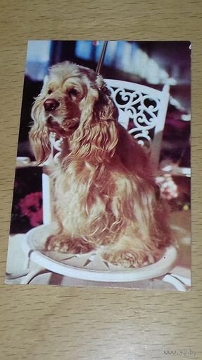 Календарик 1987 Эстония. Собака. Американский коккер-спаниель