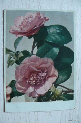 Цветы; 1949, подписана.