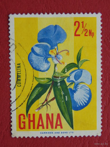 Гана. Цветы.