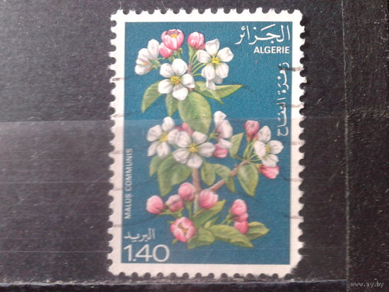Алжир 1978 Цветы, концевая Михель-1,0 евро гаш