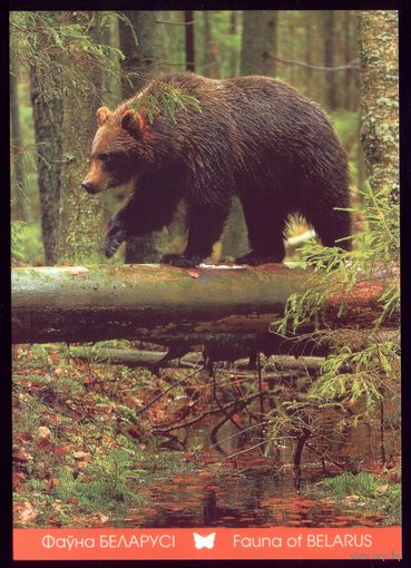 2016 год Бурый медведь