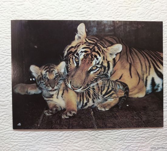 Открытка "Семья бенгальских тигров",фото А.Авалова,1990,чистая
