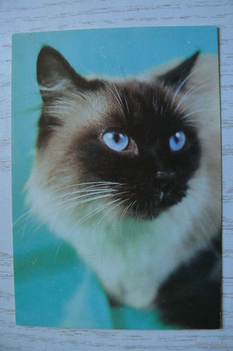 Календарик, 1993, Кошки.
