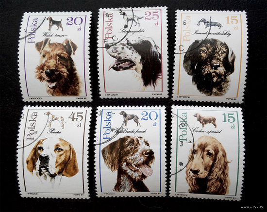Польша 1989 г. Охотничьи собаки. Фауна, полная серия из 6 марок #0173-Ф1