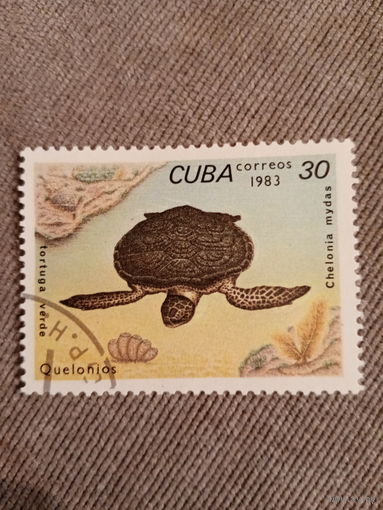 Куба 1983. Черепахи. Tortuga Verde