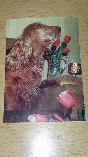 Календарик 1990 Собака. Сеттер