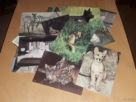 57 чистых открыток с животными (без птиц) одним лотом.