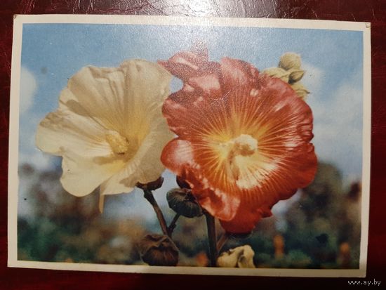 Цветы мальвы худ. Е. Игнатович 1963 год.