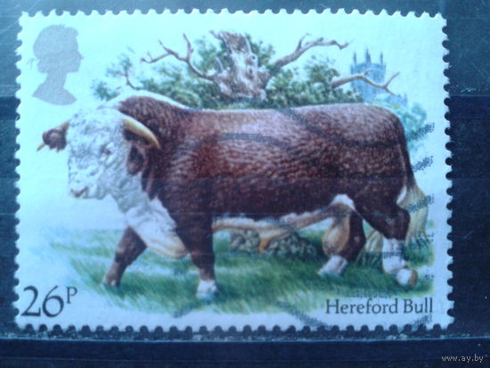 Англия 1984 Корова