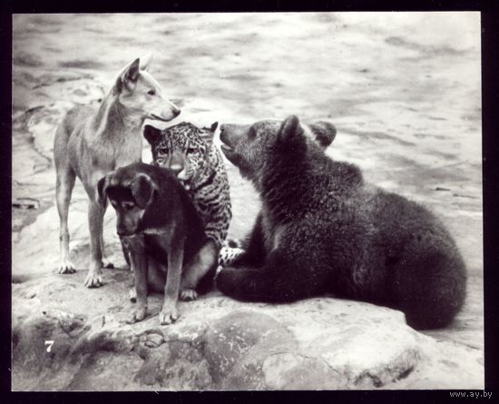 Динго,ягуар,медведь и собака