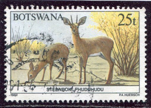 Ботсвана. Фауна. Обыкновенный стенбок (карликовая антилопа)